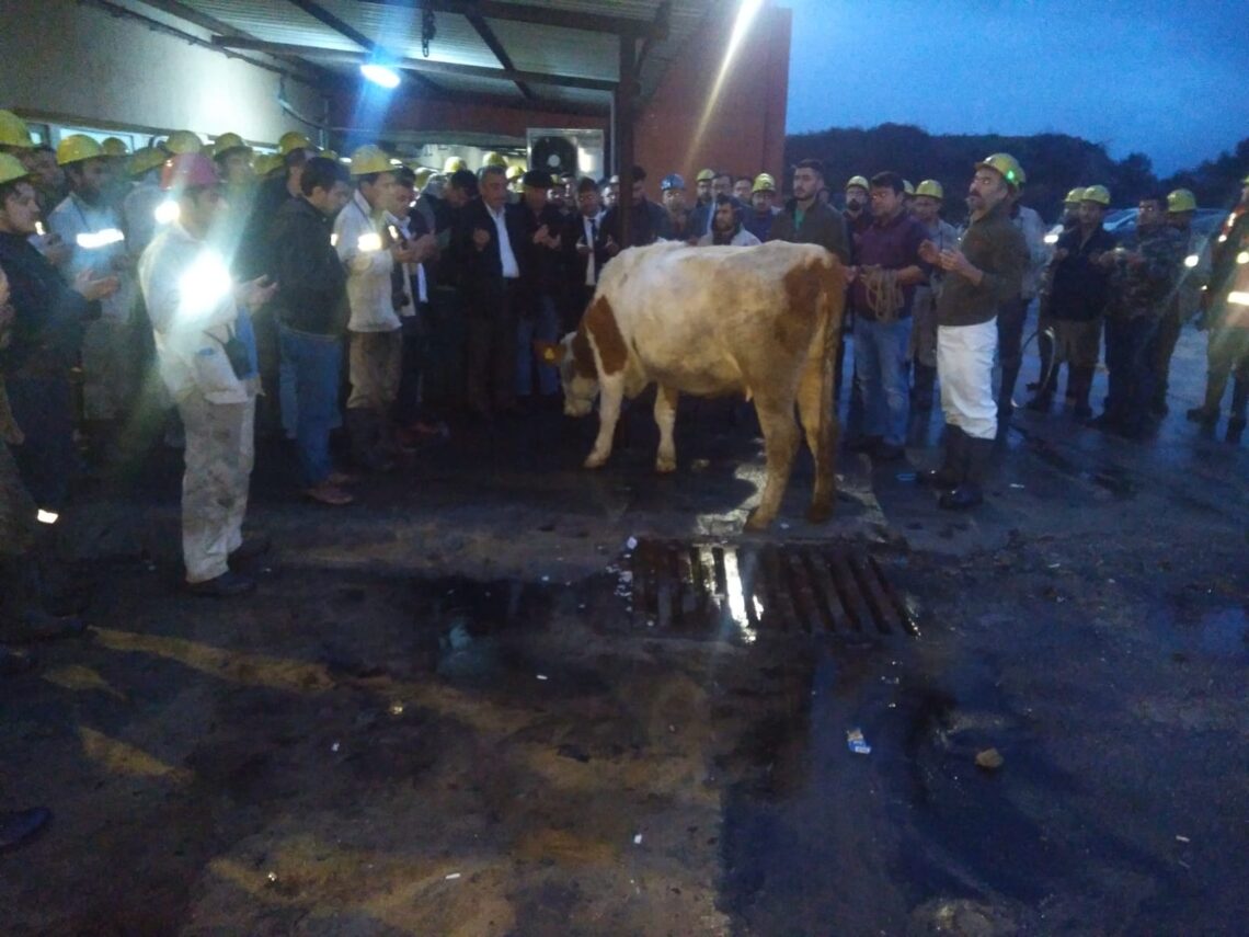 MADENCİ AMASRA’DA KURBAN KESTİ