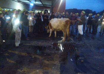 MADENCİ AMASRA’DA KURBAN KESTİ